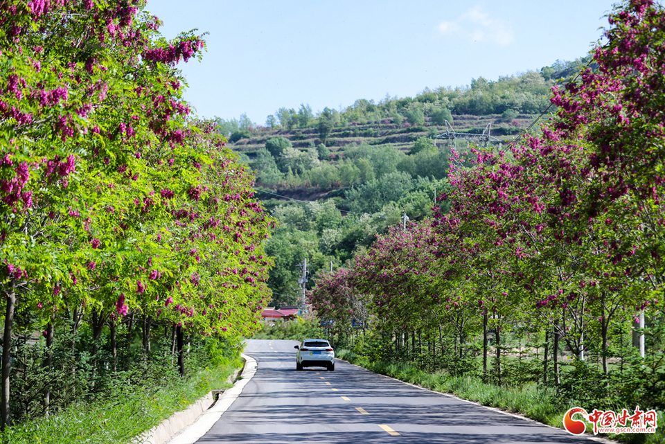 甘肃平凉崇信:五月槐花开 花香伴夏来