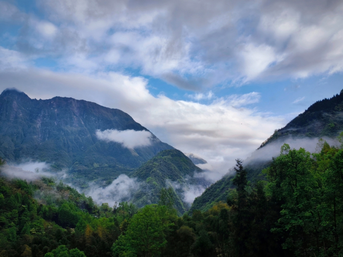 （转载）崇州一竹一茶，折射成都高水平开放