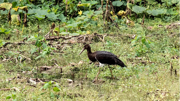 “2024瓦屋山首届国际观鸟季”震撼来袭 开启全球瞩目生态旅游新篇章_fororder_未标题-3