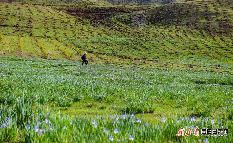 满目青绿微风漾 马兰花开十里香 甘肃白银景泰寺滩草原等你来打卡_fororder_10