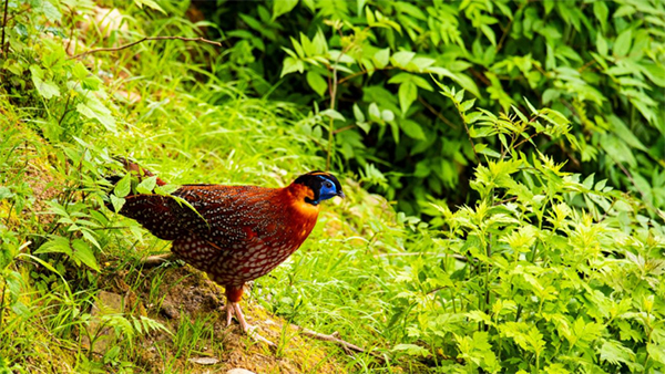 “2024瓦屋山首届国际观鸟季”震撼来袭 开启全球瞩目生态旅游新篇章_fororder_未标题-4