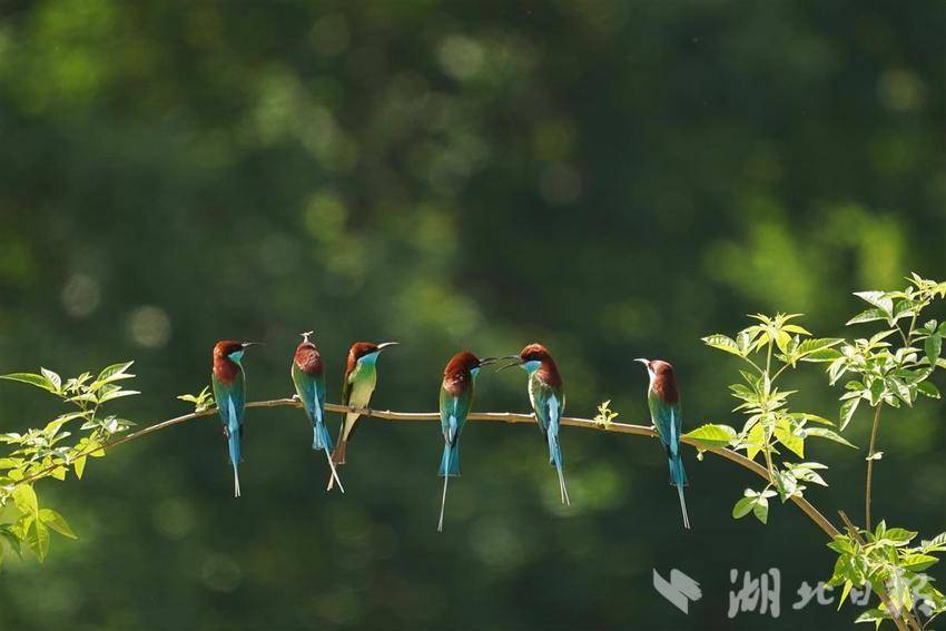 “中國最美小鳥”飛回湖北紅安