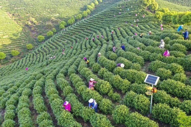 朱虹 龙溪虎：永新白茶 独具四香