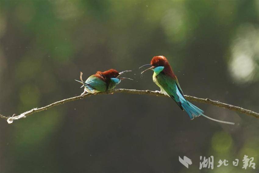“中國最美小鳥”飛回湖北紅安