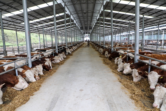 牛犊超市养殖现场目前我们超市已经卖出60多头牛了