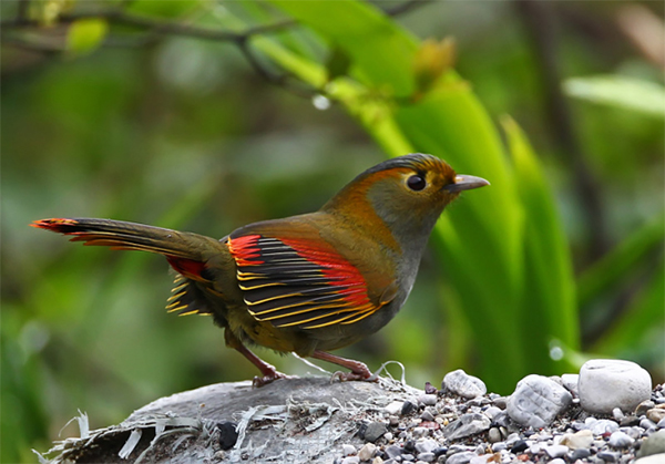 “2024瓦屋山首届国际观鸟季”震撼来袭 开启全球瞩目生态旅游新篇章_fororder_未标题-2