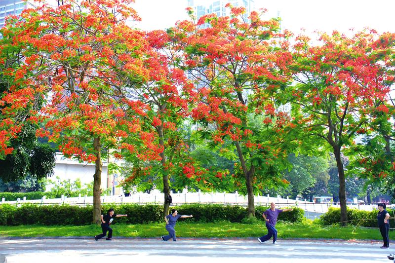 鳳凰花開紅似火 驚艷初夏美出圈