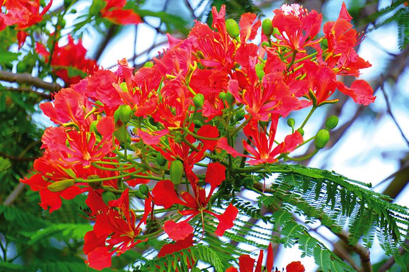 鳳凰花開紅似火 驚艷初夏美出圈