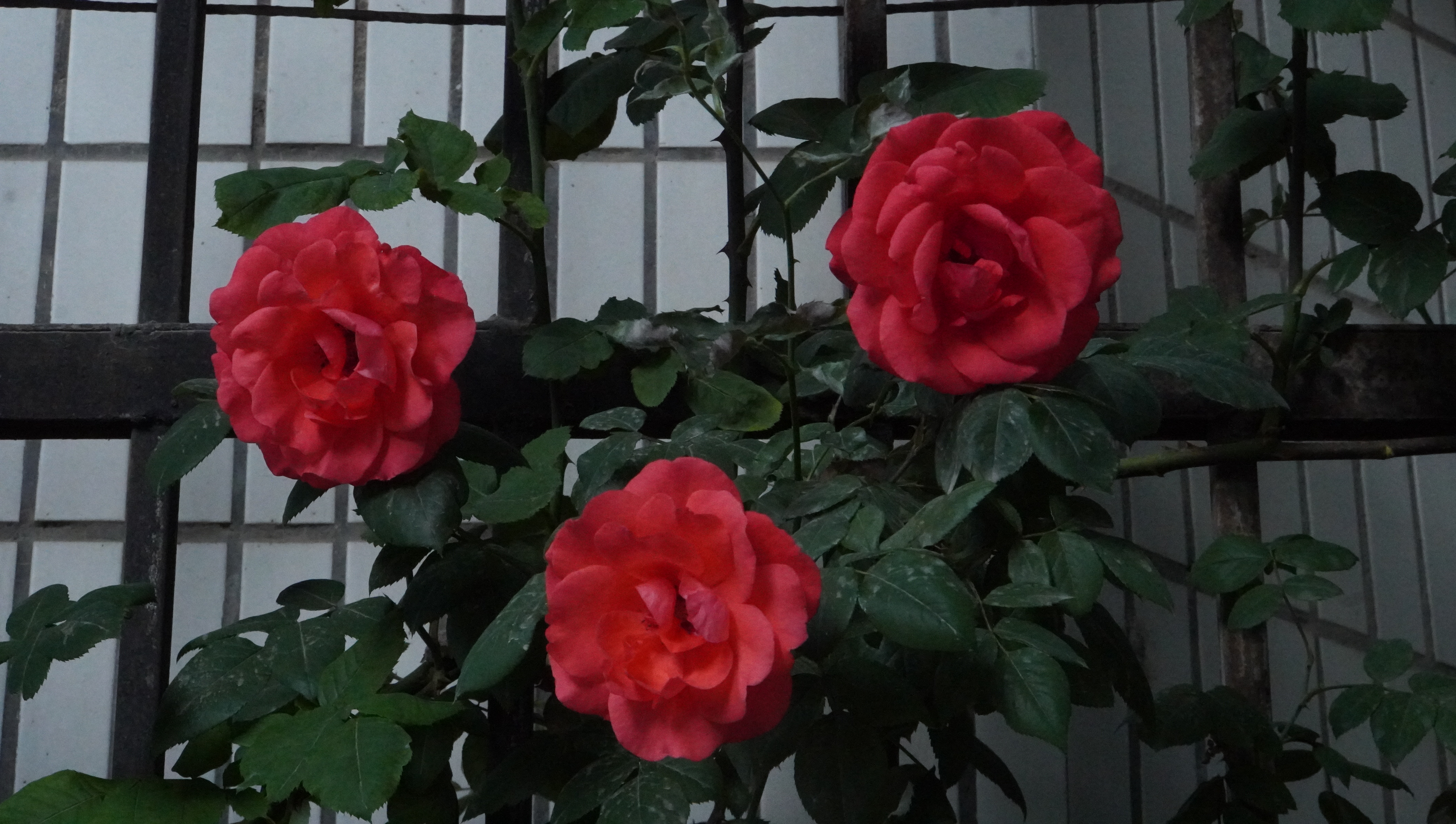 圖片默認標題_fororder_11