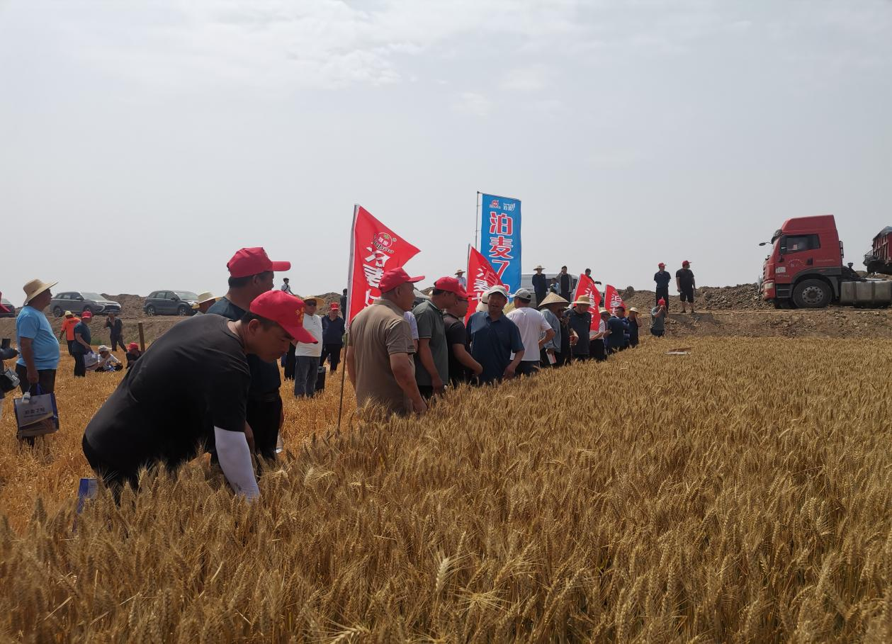 河北泊头：“泊麦7号”旱碱地上单产561.57公斤_fororder_图片 2