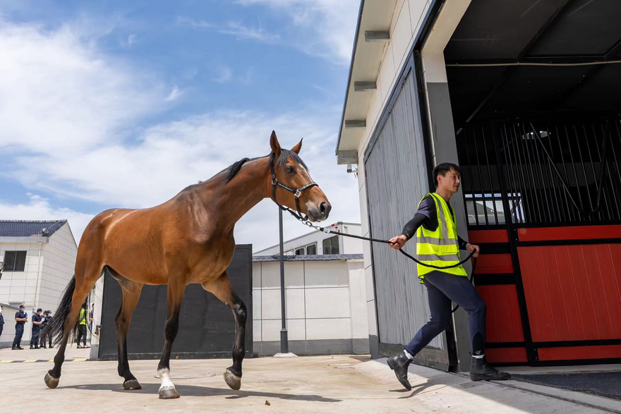 Second International Equestrian Open Will Kick off in June in Hangzhou Tonglu with Racehorses Touching down in Tonglu_fororder_圖片1