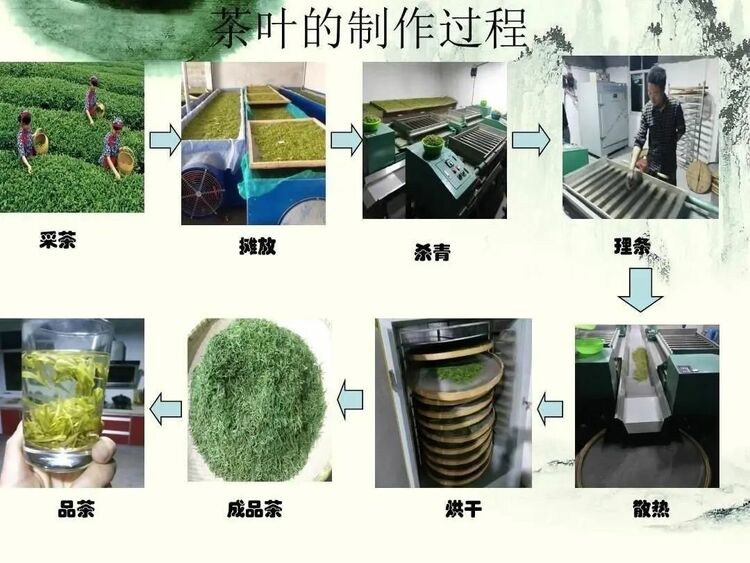 朱虹 龙溪虎：永新白茶 独具四香