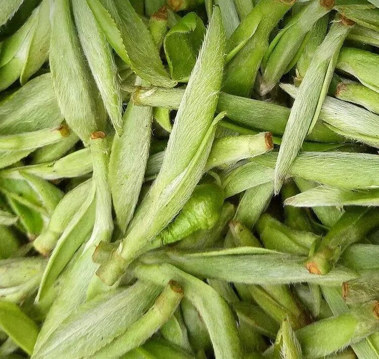 朱虹 龙溪虎：永新白茶 独具四香