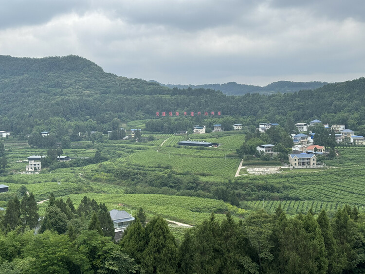 （转载）川中北蚕桑产业集群获得国家立项 老牌蚕桑产业大省如何蓄势“破茧”？