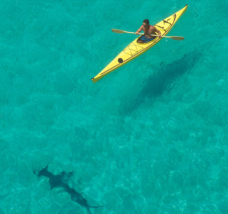深海“梦魇”：实拍恐怖的海洋生物