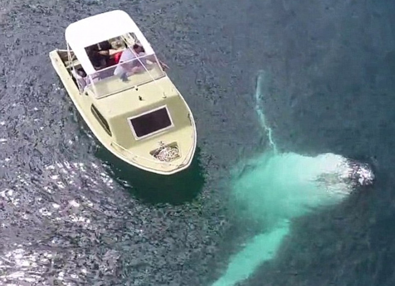 深海“梦魇”：实拍恐怖的海洋生物