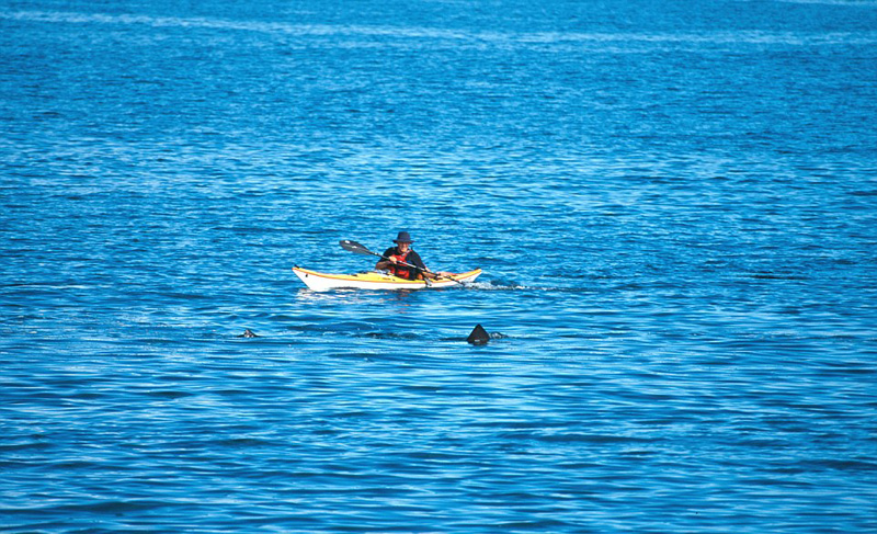 深海“梦魇”：实拍恐怖的海洋生物