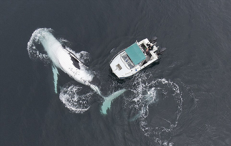深海“梦魇”：实拍恐怖的海洋生物