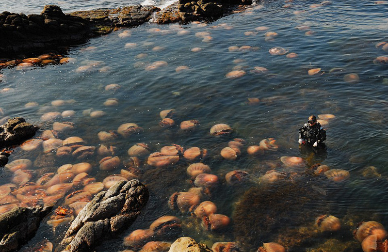 深海“梦魇”：实拍恐怖的海洋生物