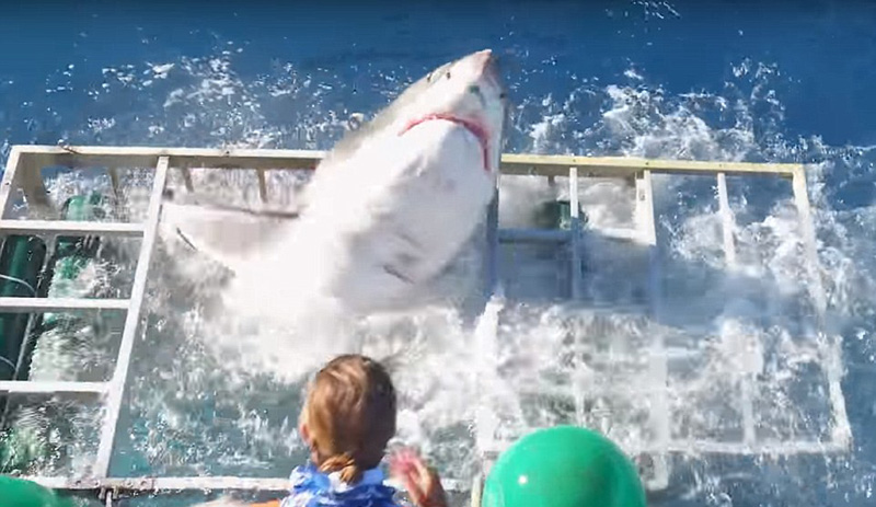 深海“梦魇”：实拍恐怖的海洋生物
