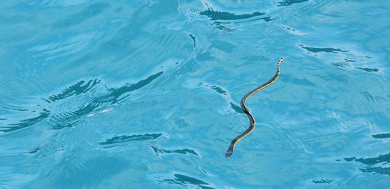 深海“梦魇”：实拍恐怖的海洋生物