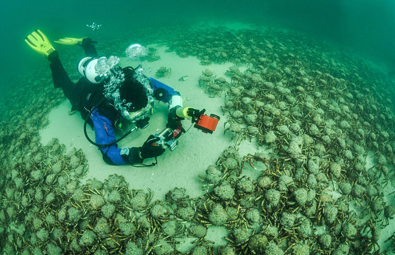 深海“梦魇”：实拍恐怖的海洋生物