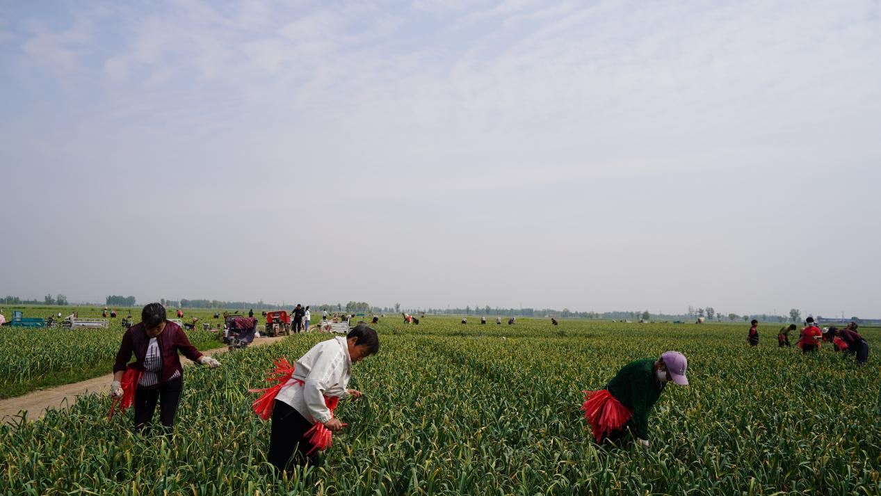 河北東光：蒜薹喜豐收 農民穩增收_fororder_圖片 2
