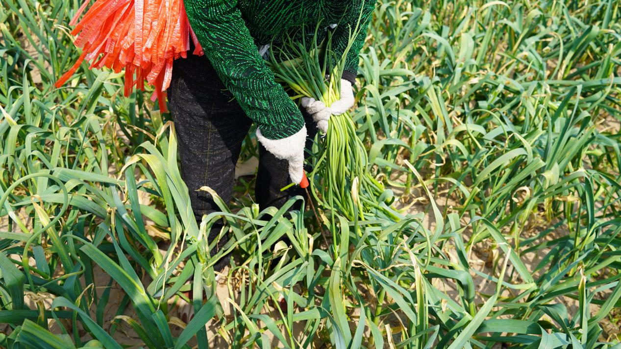 河北東光：蒜薹喜豐收 農民穩增收_fororder_圖片 3