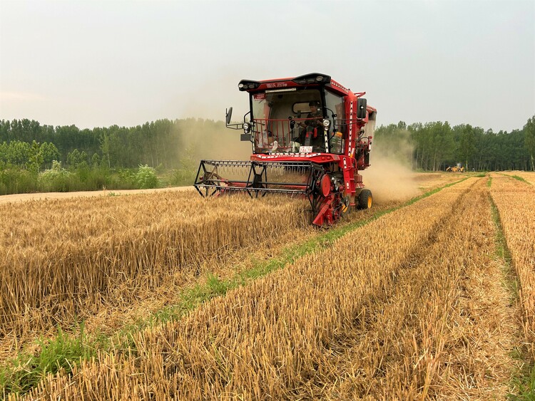 河北淶水：搶抓農時推進“三夏”生産_fororder_圖為淶水縣胡家莊鄉永樂村小麥收割現場。（徐梓鈺 攝）