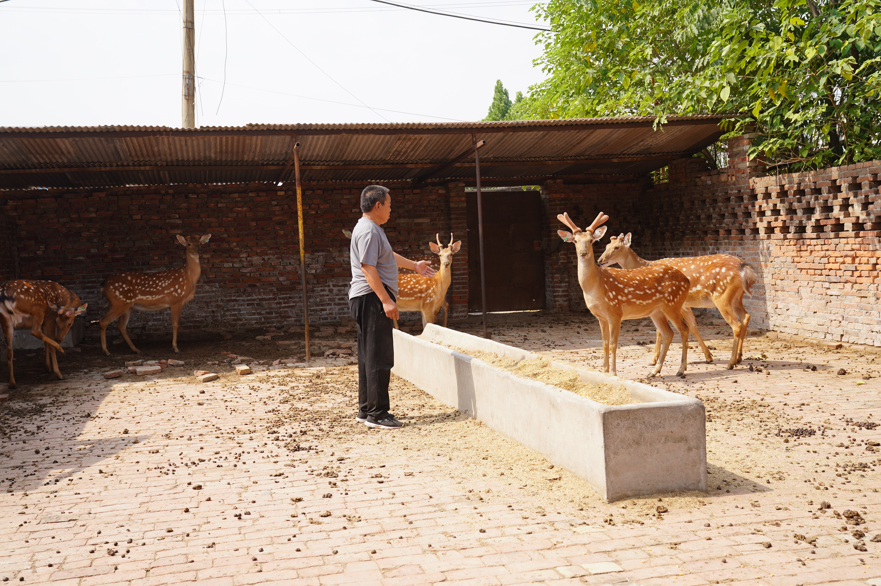 河北邢台经济开发区：乡村振兴 致富有“鹿”_fororder_2.JPG