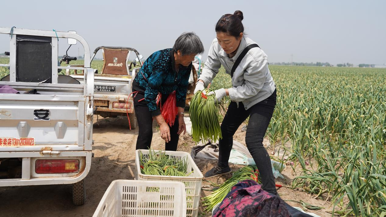 河北東光：蒜薹喜豐收 農民穩增收_fororder_圖片 1