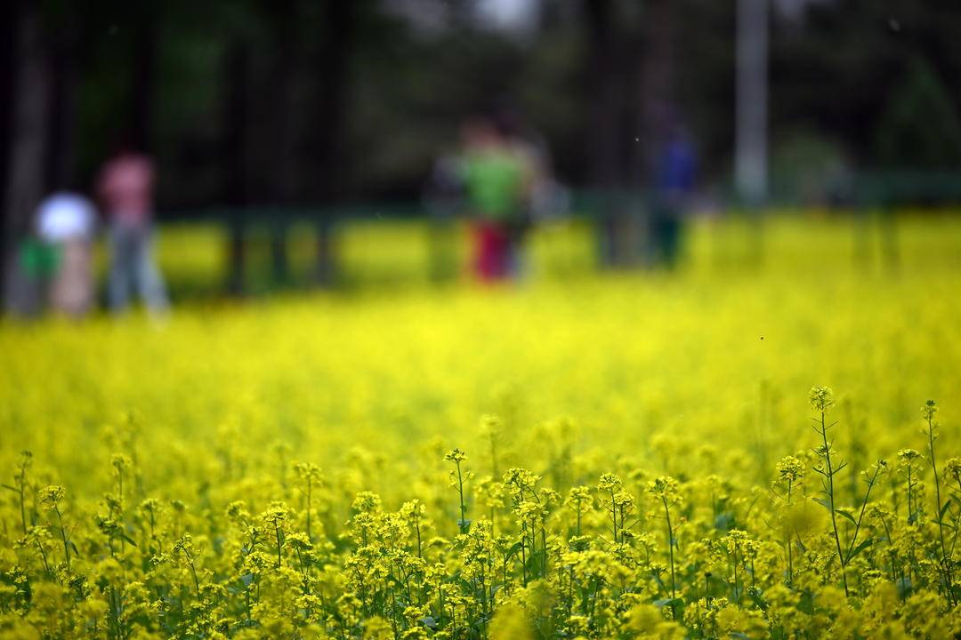 沈阳：油菜花开满地金