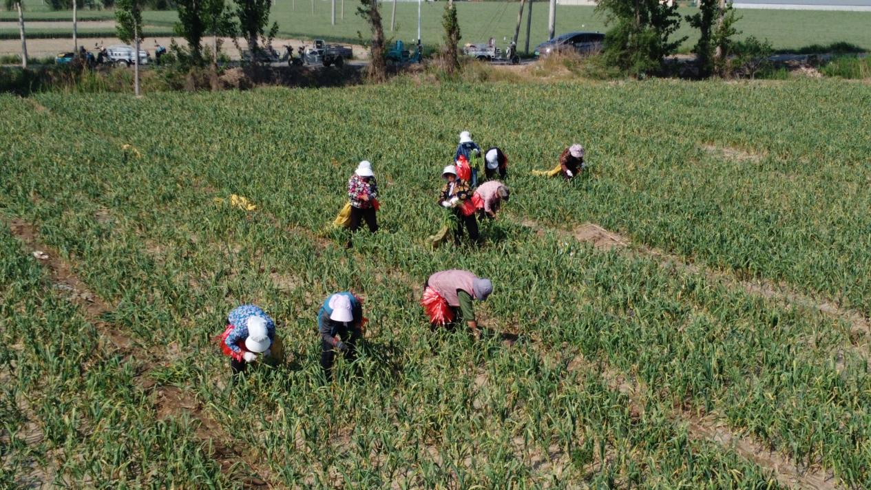 河北東光：蒜薹喜豐收 農民穩增收_fororder_圖片 4