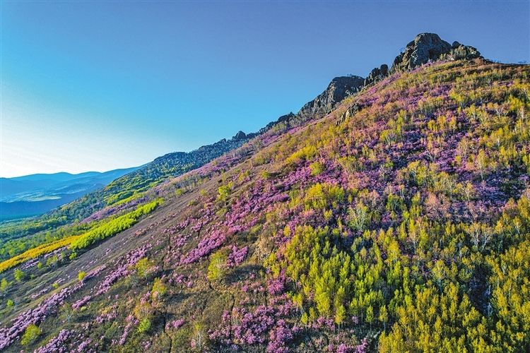 千簇万丛漫山红