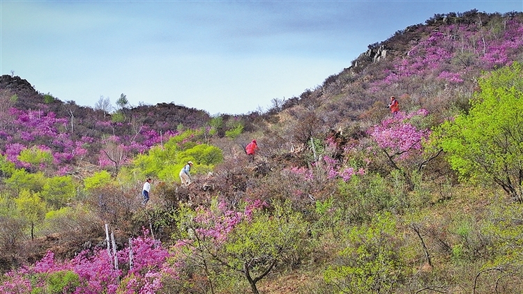 千簇萬叢漫山紅