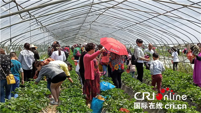 （存档） 湖北郧西“第三届中国天河玫瑰·樱桃节”开幕