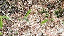 終南林場管護區首次發現野生大熊貓痕跡