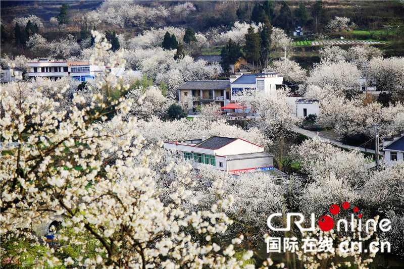 十堰市旅游委推出8条十堰茶文化游精品线路