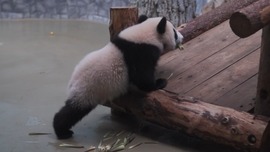 旅俄大熊貓幸福生活“上新”了！這一家子過得挺巴適