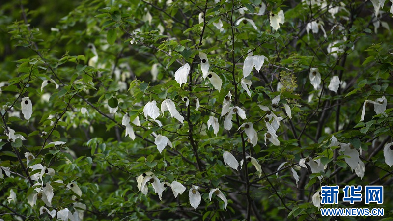 湖北保康：珙桐盛开，珍稀“鸽子树”再现风采