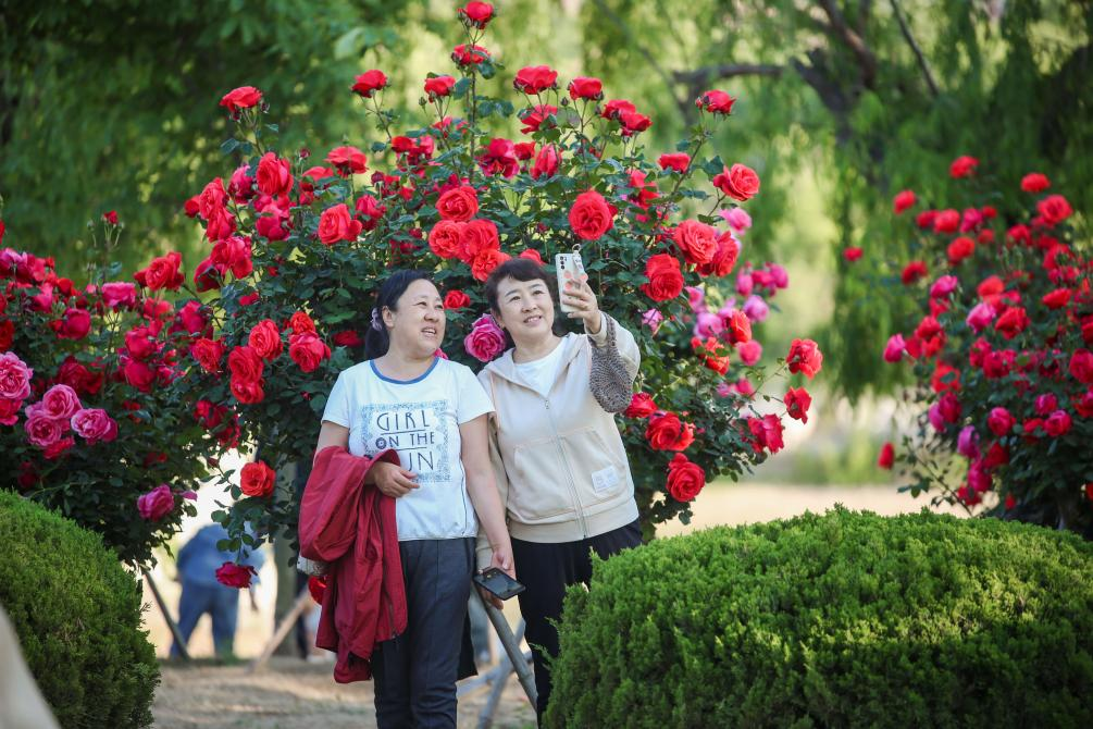 Открытие 34-го фестиваля цветов чайных роз (Юэцзи) в городе Лайчжоу_fororder_圖片2