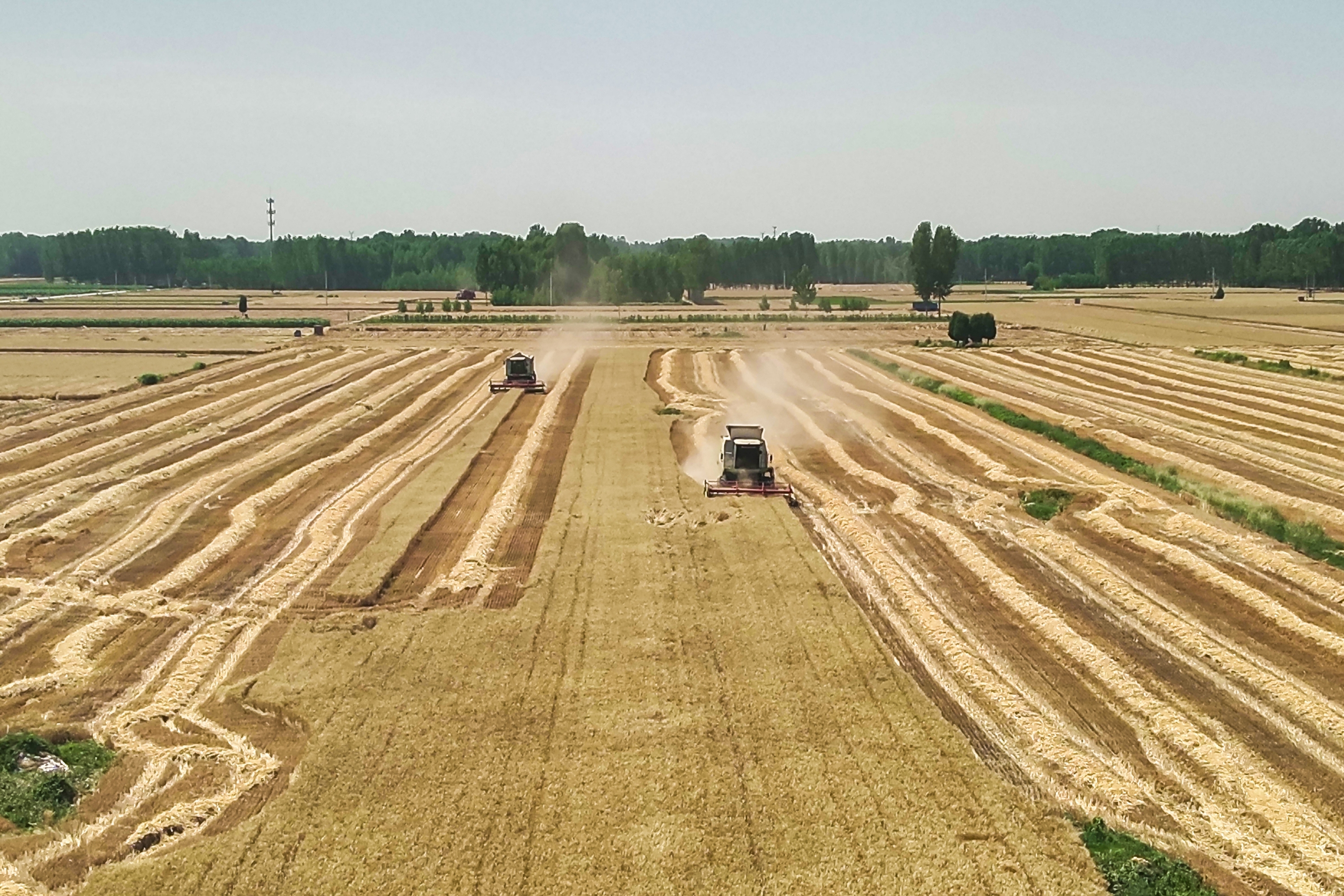 河北定兴：高标准农田麦浪翻涌奏响“丰收曲”_fororder_001