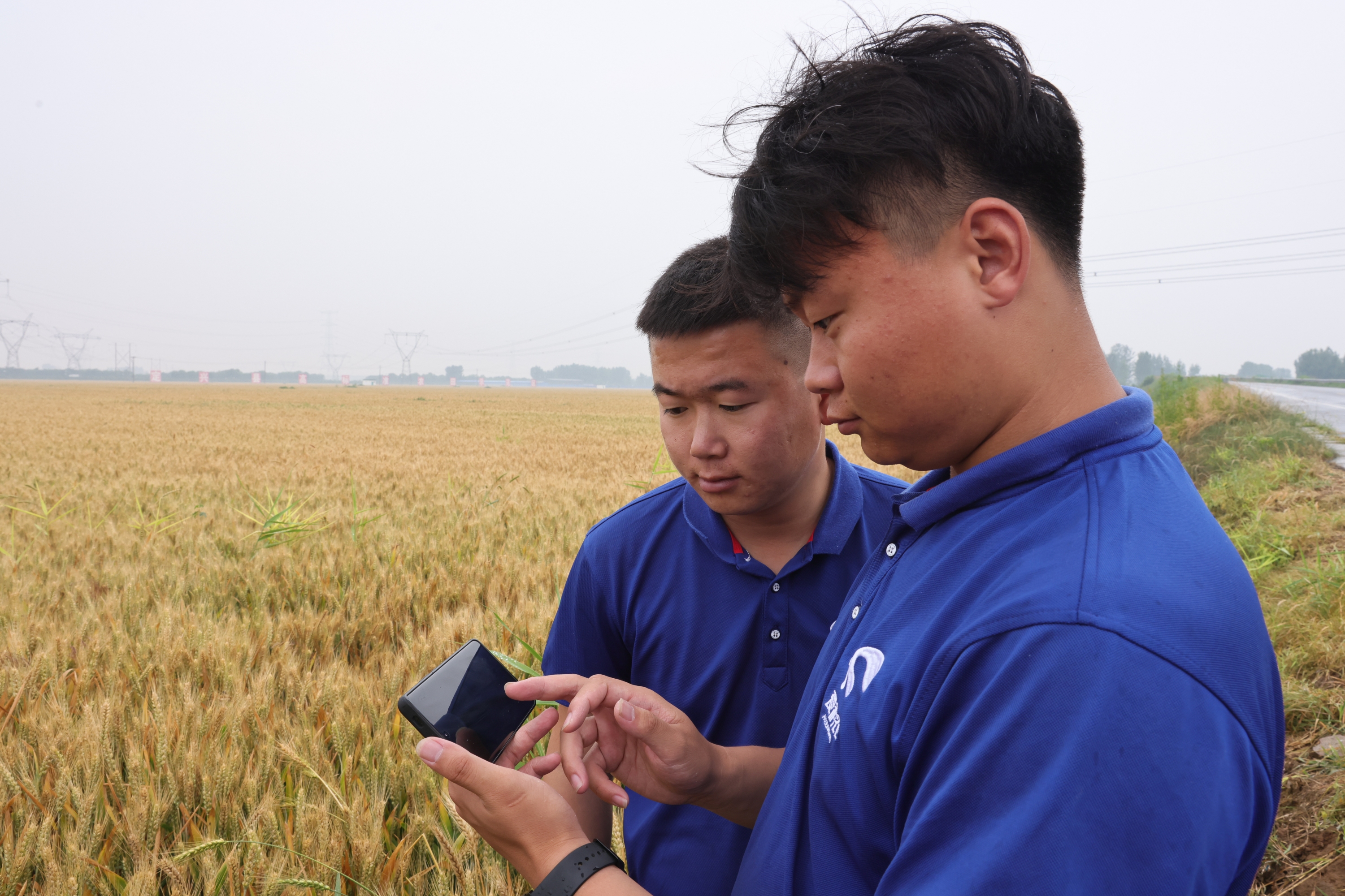 河北定兴：高标准农田麦浪翻涌奏响“丰收曲”_fororder_004