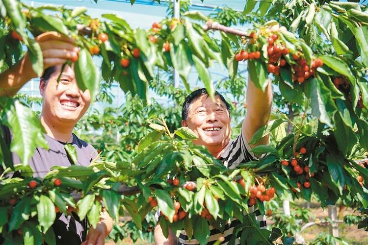 甜蜜樱桃挂满枝 铺就红火致富路_fororder_微信图片_20240520114430