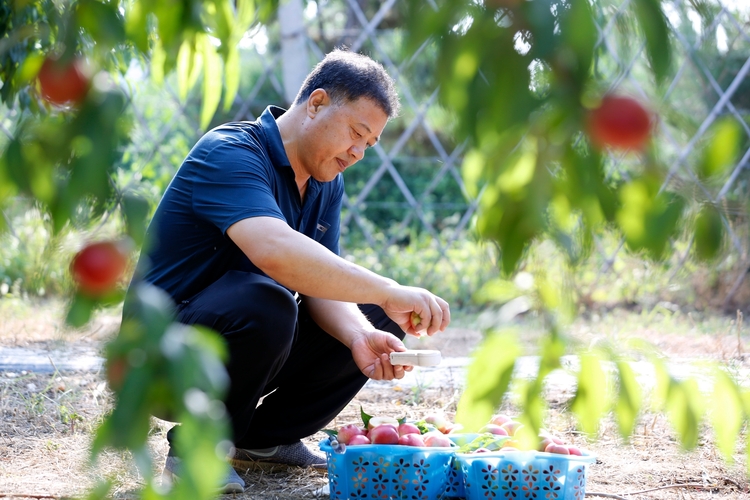 保定市满城区：满城桃香飘四海_fororder_对新品种油桃进行甜度检测 摄影 田素然