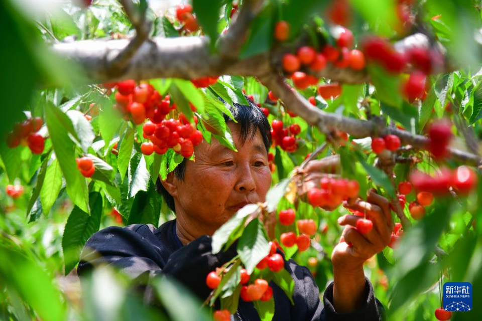 山东肥城：樱桃种植助农创富增收