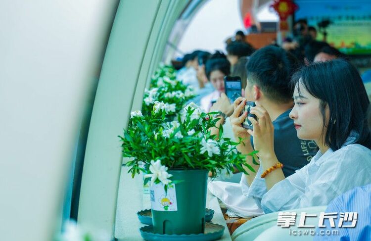 組圖丨梔子花香飄橘子洲_fororder_1