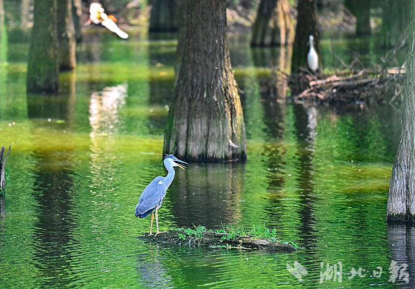 武漢市新洲區：漲渡湖清漂 護航水上森林“顏值”