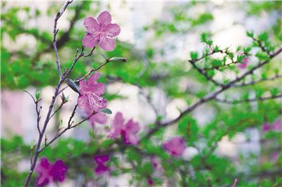 走进毕拉河 共赴一场杜鹃花海之约