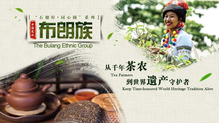 石榴籽·同心圓 | 布朗族：從千年茶農到世界遺産守護者